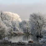 Haw Frost