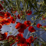 Poppyfield