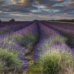 Snowshill Lavender